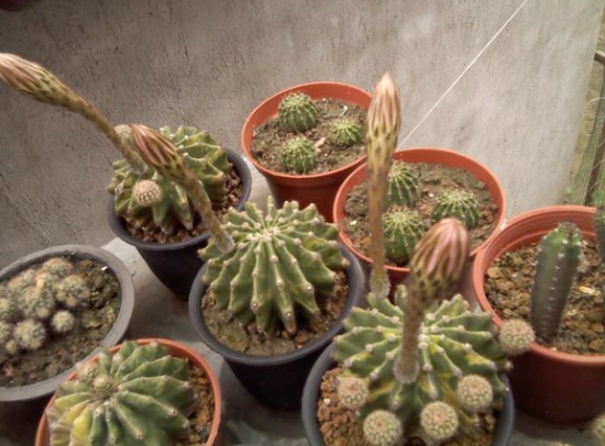 含苞待放的仙人球花 仙人球的养殖办法:粗放管理