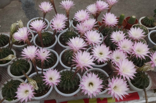 仙人球开花 仙人球的养殖办法:粗放管理