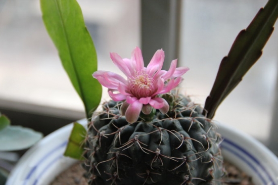 仙人球嫁接：有三种嫁接方式