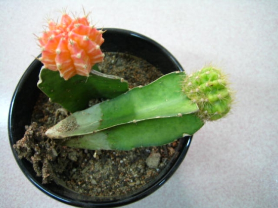 仙人球嫁接：有三种嫁接方式