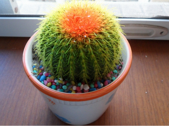 仙人球的养殖办法和留意事项：喜欢干燥的环境