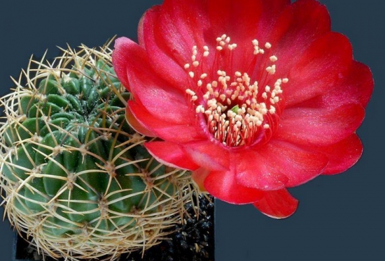 仙人球的养殖办法和留意事项：喜欢干燥的环境