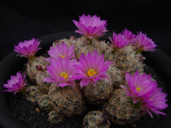 仙人球图片附介绍：相册的图片免费下载