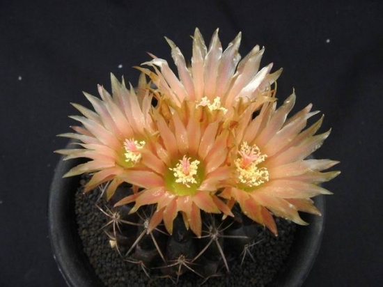 仙人球图片附介绍：相册的图片免费下载