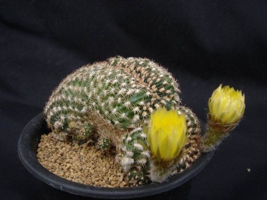 仙人球图片附介绍：相册的图片免费下载