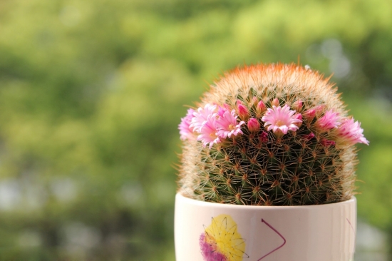 仙人球图片附介绍：相册的图片免费下载