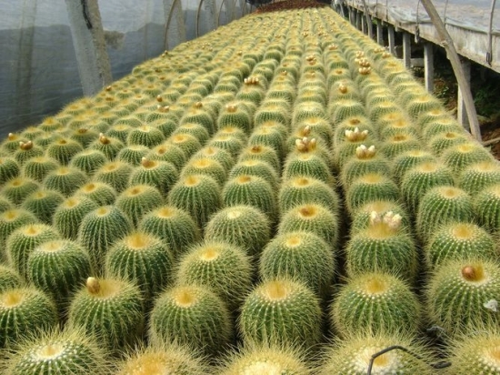 仙人球图片附介绍：相册的图片免费下载