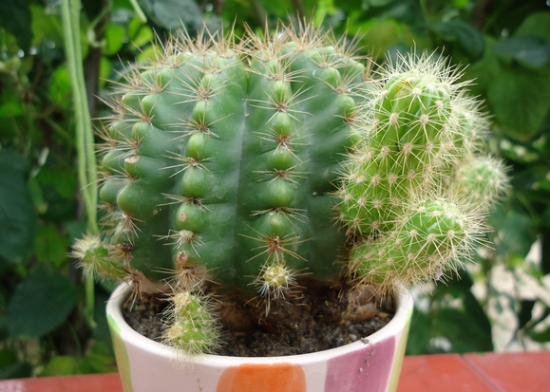 如何播种繁殖仙人球