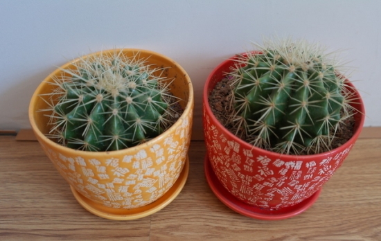 仙人球翻盆时需留意些什么