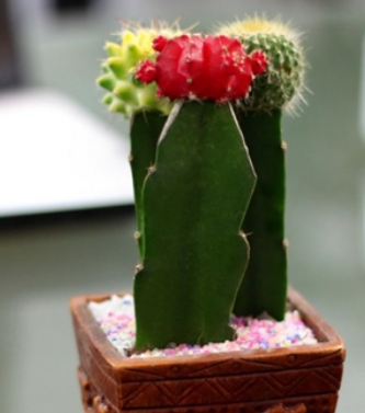 嫁接在三角柱上的仙人球应如何过冬