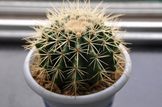 仙人球应如何安全过冬