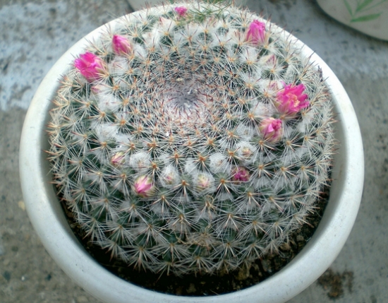 如何使玉翁仙人球上的白毛保持银色光泽