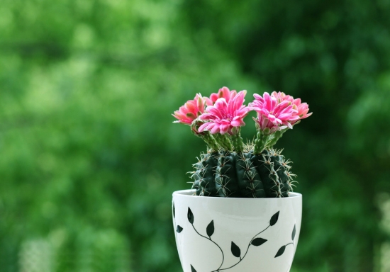 如何避免仙人球皱皮烂根