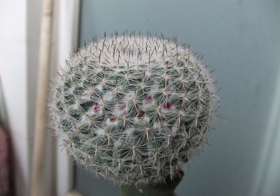 仙人球顶部泛白如何办