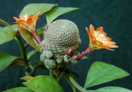 嫁接的仙人球发皱、缩小如何办