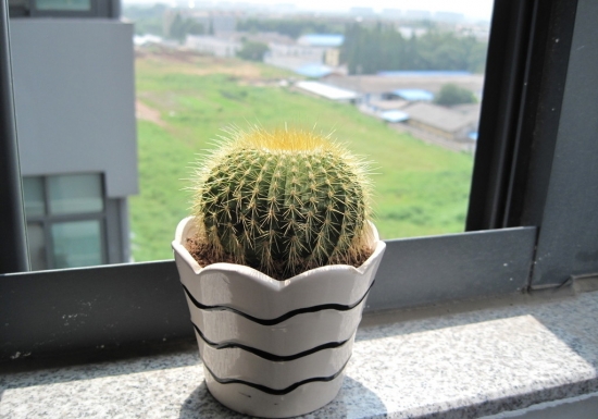 如何科学盆栽仙人球