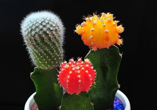 多彩的仙人球 如何培育仙人球新种类