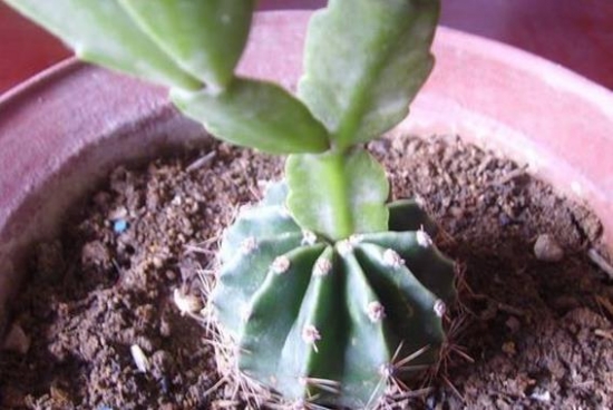 如何将仙人球嫁接到山影拳上