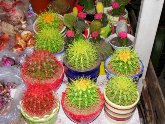 仙人球作文：700字,600字,500字,400字,300字,200字