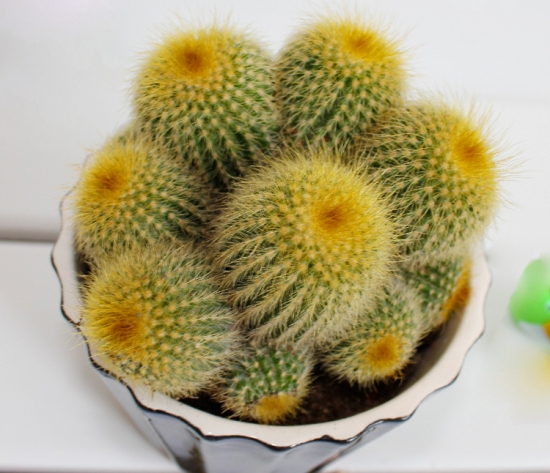 仙人球作文：700字,600字,500字,400字,300字,200字