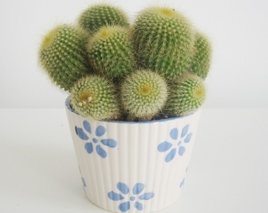 仙人球作文：700字,600字,500字,400字,300字,200字