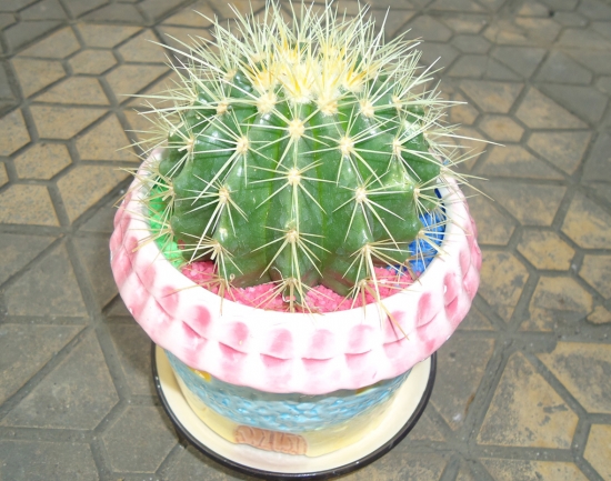 仙人球作文：700字,600字,500字,400字,300字,200字