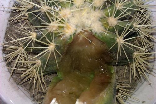 仙人球烂了如何办：处理办法和留意事项