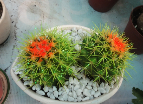 白领们钟爱的仙人球 仙人球防辐射吗:目前仍无法证明可防辐射