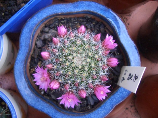 仙人球开花：开花年龄大多在3至5年