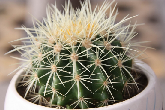 仙人球如何浇水：浇水时间|浇水办法