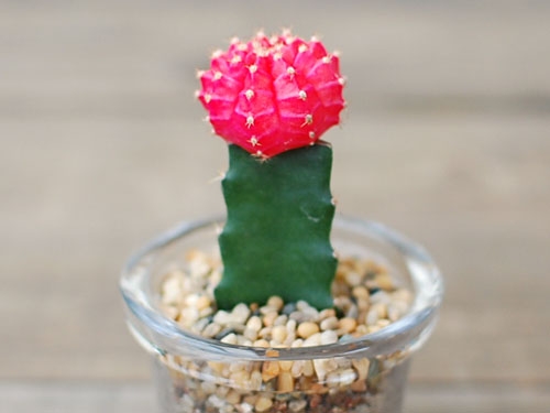 仙人球的种类：种类名称大全并附图