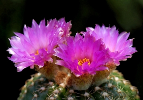 仙人球花语：坚强,将爱情实行到底