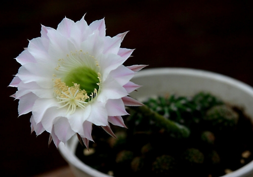 仙人球发黄：病因和处理办法