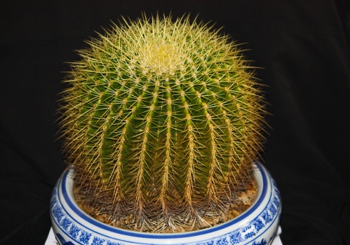 金虎仙人球养殖：浇水 温度 光照要控好