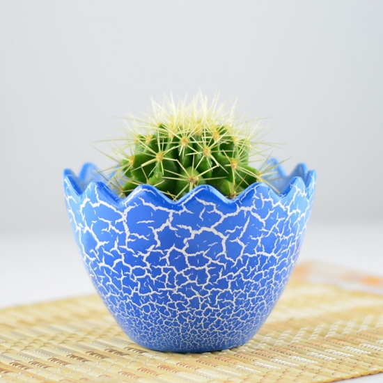 家里的仙人球 仙人球的作用:白天和晚上都不一样