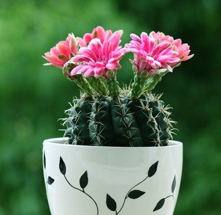 仙人球如何养：各季节浇水时间不同