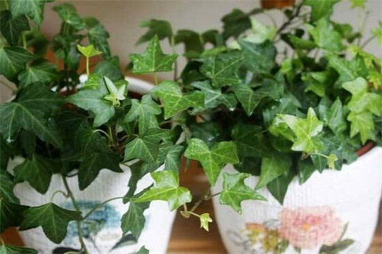 常春藤可以一直水培吗，根须泡水防晒养护