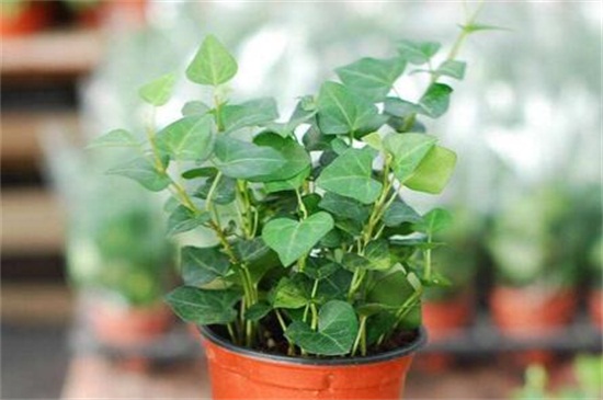 常春藤可以一直水培吗，根须泡水防晒养护