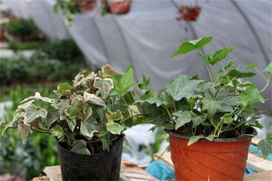 常春藤可以一直水培吗，根须泡水防晒养护