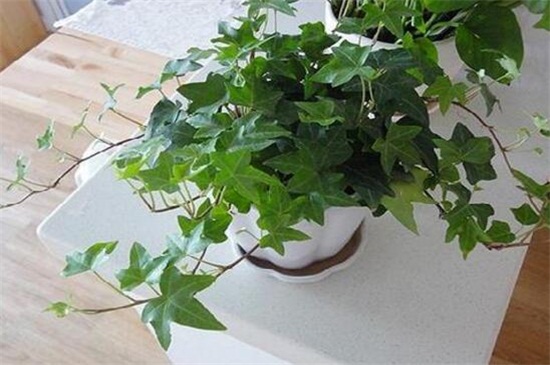 常春藤和爬山虎的区别,4个办法区分两者