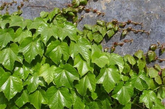 常春藤和爬山虎的区别,4个办法区分两者
