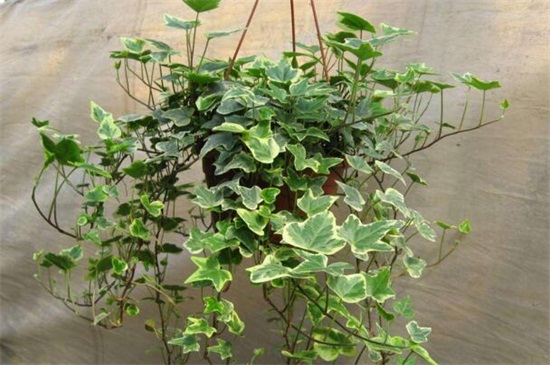 常春藤和爬山虎的区别,4个办法区分两者
