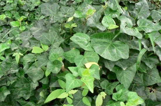 常春藤有多少种类，盘点常见的六大种类