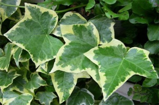 常春藤有多少种类，盘点常见的六大种类