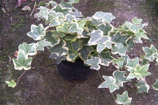 常春藤有多少种类，盘点常见的六大种类