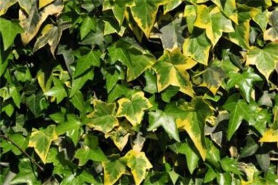 常春藤有多少种类，盘点常见的六大种类