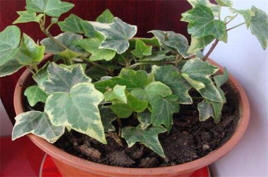 常春藤有多少种类，盘点常见的六大种类