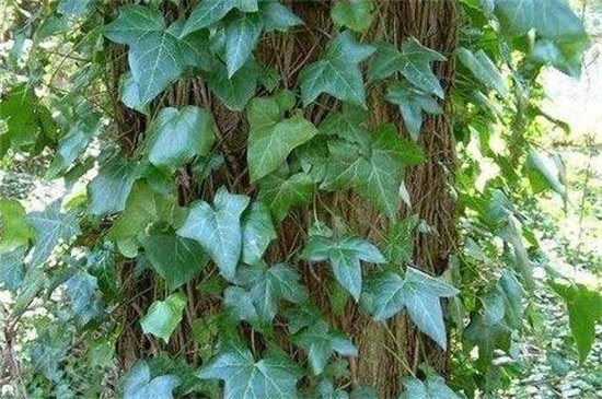 常春藤有多少种类，盘点常见的六大种类