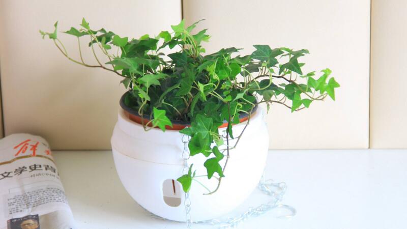 常春藤夏季如何浇水