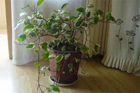 常春藤夏季如何浇水